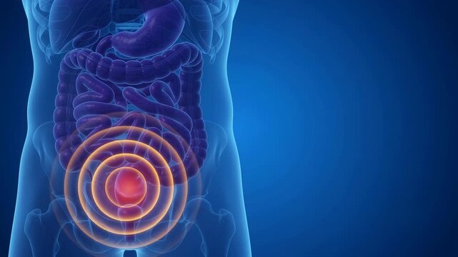 3D medical illustration of the human digestive system showing intestines and stomach with a highlight on the rectum area.