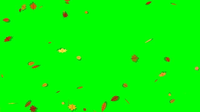 4K 60fps motion graphic animation of colorful autumn maple and oak leaves tumbling, swaying, and drifting in the wind across a solid chroma green screen background.