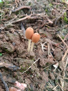 Macro shot of two small brown parasola auricoma mushrooms growing in wet soil
