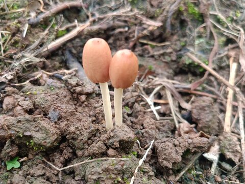 Macro shot of two small brown parasola auricoma mushrooms growing in wet soil
