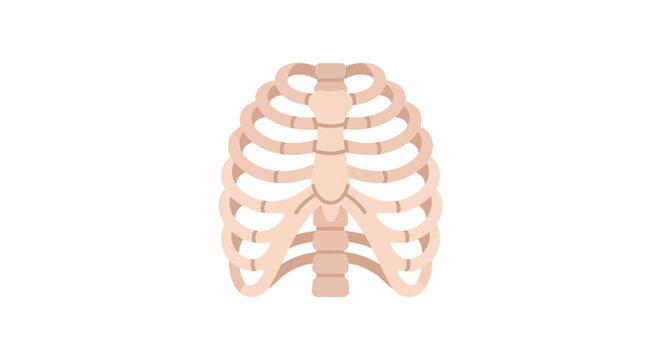 Anatomical ribcage illustration displays a simplified skeletal structure on a white background