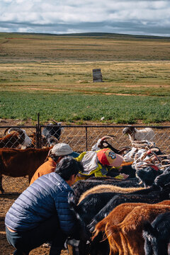 Mongolian herders milking goats by hand together at a pastoral camp in the Mongolian steppe.
