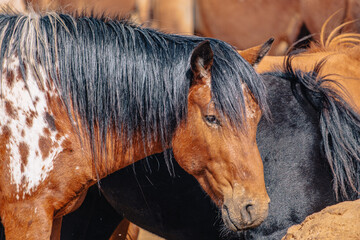 Close-up portrait of a Mongolian horse with a long black mane among a herd near the Gobi Desert. © Pernelle Voyage