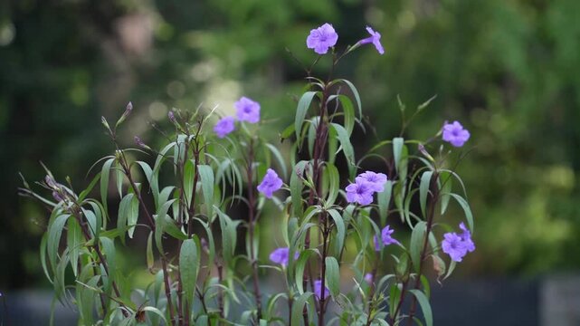 Beautiful Blossom Ruellia squarrosa at street.