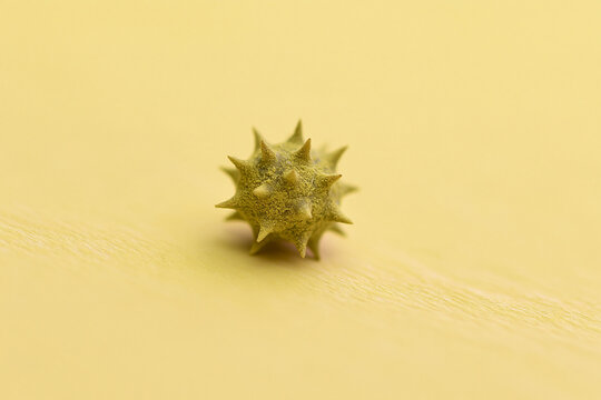 Single spiky pollen grain resting on a pale yellow surface, allergy season macro