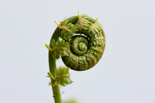 Fern frond uncurling in a tight spiral against a soft grey background, new growth