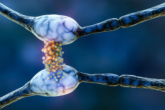 Narrow gap of a synapse with vesicles gathering on one side, neural signalling