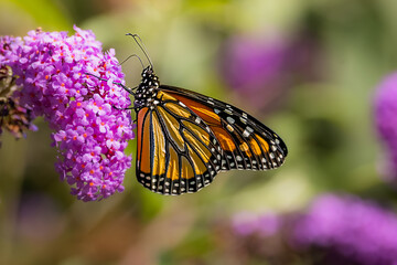 Monarch butterfly resting on a purple butterfly bush flower cluster at Urquhart Butterfly Garden, Dundas, Hamilton, Ontario, Canada © Teresa