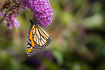 Monarch butterfly resting on a purple butterfly bush flower cluster at Urquhart Butterfly Garden, Dundas, Hamilton, Ontario, Canada © Teresa