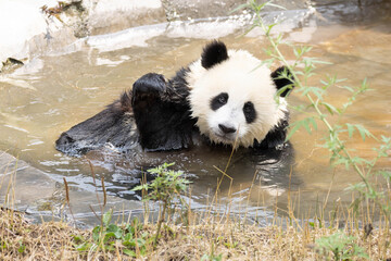Adorable Panda Cub Sitting in a Shallow Water Pool © foreverhappy