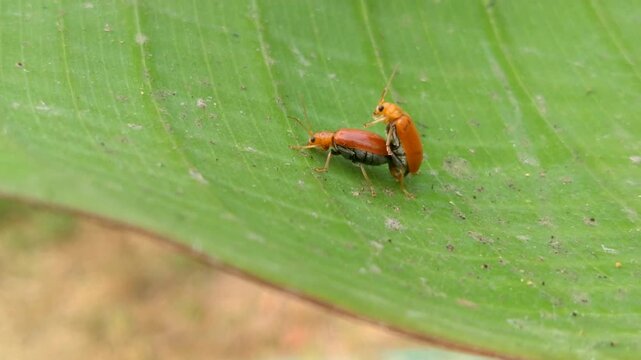 A pair of orange leaf beetles (Aulacophora indica) mating on a green banana leaf in nature, Macro shot of orange pumpkin beetles mating on fresh green leaf, Red pumpkin beetles
