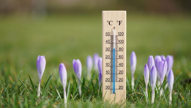 A wooden thermometer standing among blooming spring crocus flowers in a grassy field under natural daylight. Ideal concept for weather and climate change reports.
