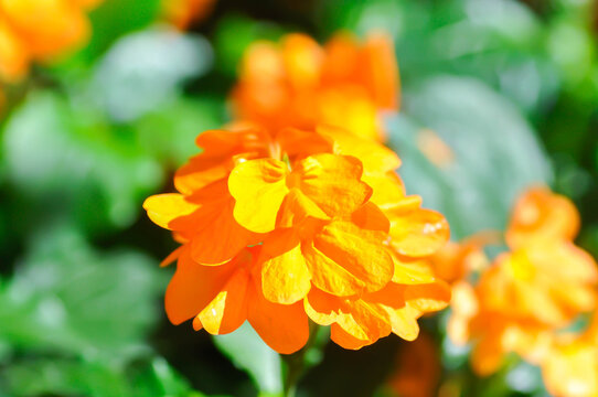 Crossandra or ACANTHACEAE, ,crossandra infundibuliformis or Crossandra infundibuliformis Merr or orange flower