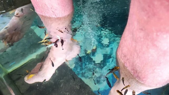 Small fish gather around human feet and gently nibble the skin during a fish spa treatment in clear water.