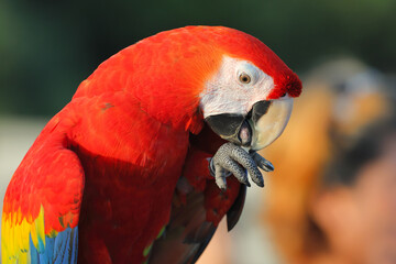 A macaw parrot enjoys eating peanuts. Free flying bird © Passakorn