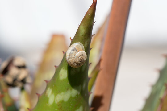 Snail on Soap Aloe (Aloe maculata) leaf in Korcula, Croatia