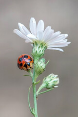 A colorful ladybug (Harmonia axyridis) or Asian lady beetle on a white wildflower. © Lauren