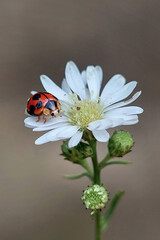 A colorful ladybug (Harmonia axyridis) or Asian lady beetle on a white wildflower. © Lauren