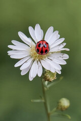 A colorful ladybug (Harmonia axyridis) or Asian lady beetle on a white wildflower. © Lauren