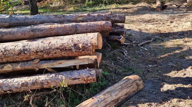 Freshly cut pine logs after sanitary felling of the forest. A pile of freshly cut pine logs neatly stacked in the forest on a sunny day. Stacked pine firewood logs in the forest. Natural background