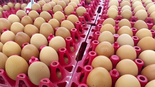 Fresh brown chicken eggs arranged on red plastic trays close up panning shot