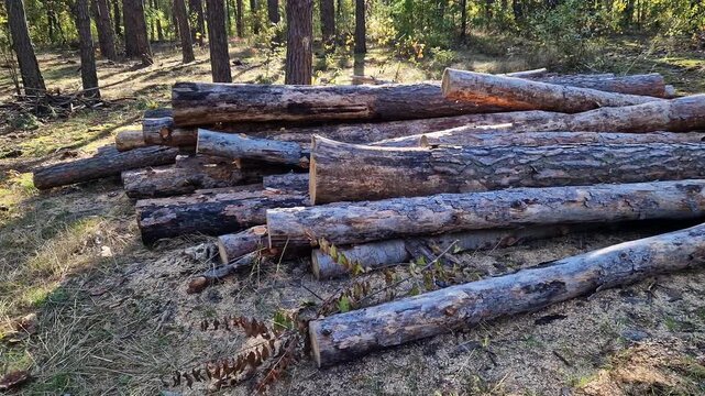 Freshly cut pine logs after sanitary felling of the forest. Concept of timber harvesting, woodworking industry, preparation of firewood for the winter or ecological cleaning of forest areas