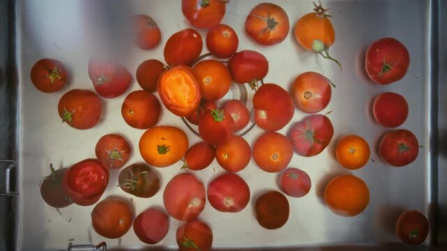 In a residential kitchen sink, fresh red and yellow tomatoes soak in clean water to wash away dirt from the harvest, incorporating natural agriculture and food vegetable elements, cooking concept