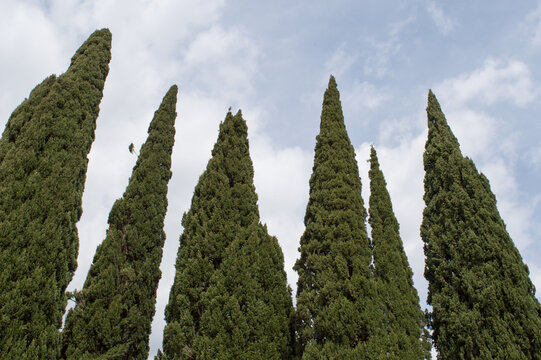 Tall cypress trees, in Split, Croatia