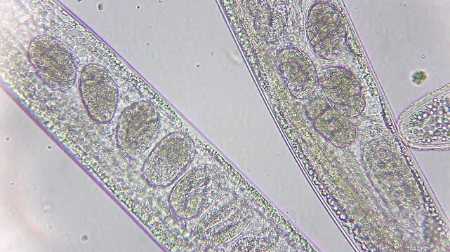 Microscopic view of developing embryos inside eggs within a gravid nematode under 400x brightfield microscopy 4K