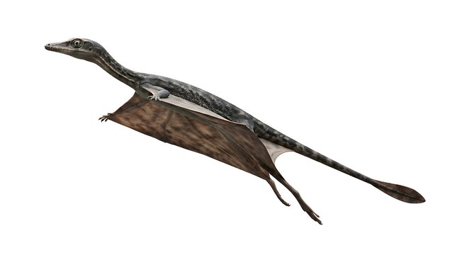 An illustration of a long-necked, winged prehistoric reptile, possibly a pterosaur, in flight against a clean white background.