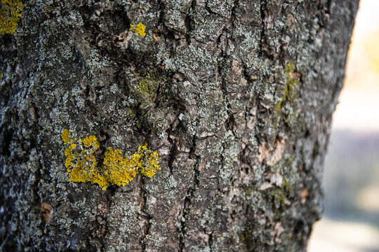 Textured tree bark with yellow lichen and moss as a natural background