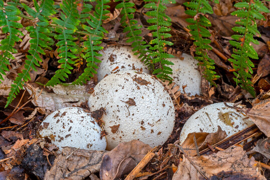 Witch&rsquo;s eggs / witches egg, egg-shaped immature common stinkhorn fruiting bodies (Phallus impudicus) emerging on the forest floor in autumn / fall