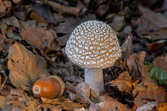 Panther cap / false blusher / panther amanita (Amanita pantherine) fresh fruiting body emerging in deciduous forest in autumn / fall
