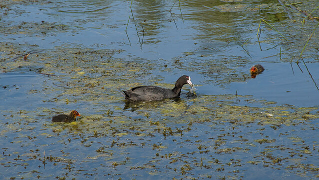 eurasian coot swimming in the marsh of bourgoyen nature reserve, Ghent, Flanders, Belgium - fulica atra
