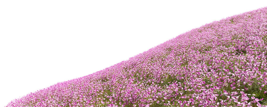 Beauty full pink blossoming slope on transparent background 3d render png