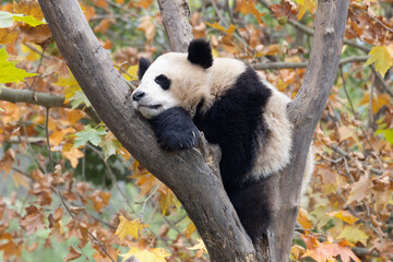 Sleeping Giant Panda Resting in Tree Fork Amid Autumn Foliage © foreverhappy