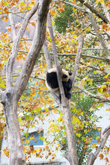 Sleeping Giant Panda Resting in Tree Fork Amid Autumn Foliage © foreverhappy