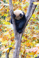 Sleeping Giant Panda Resting in Tree Fork Amid Autumn Foliage © foreverhappy