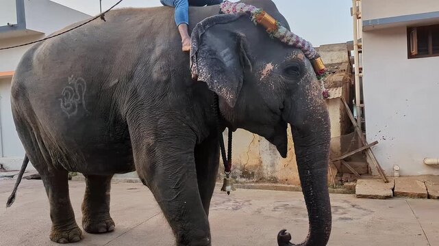A video of a man riding an elephant walking along an Indian village street to collect food and money