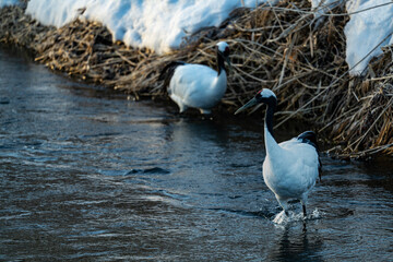 Obraz premium a couple of red crowned crane in the river