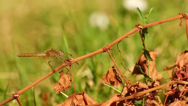 Female scarlet skimmer dragonfly perched on a dry grapevine stem, grooming its head and eyes with its forelegs while actively turning its head.