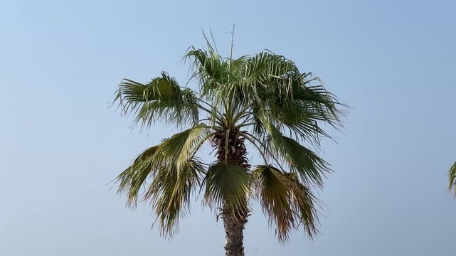 Low Angle Static View of Palm Tree Swaying in the Wind Against Blue Sky