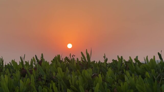 Panoramic View of Setting Sun Above Green Bush Foliage