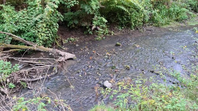 Peaceful flowing stream in a green forest with ambient water sound