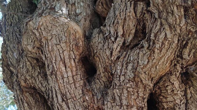 Close-up view of the deeply textured trunk of an old olive tree in Thassos, Greece. Natural Mediterranean detail showing rugged bark, age and organic patterns created by decades of growth.