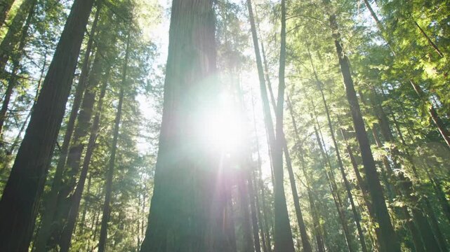 red wood forrest