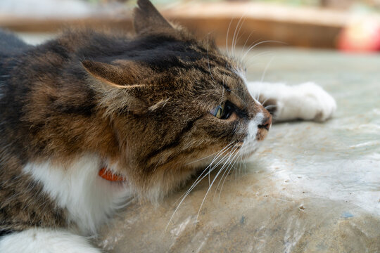 Playful fluffy tabby cat lying low with ears pinned back ready to pounce outdoors close up