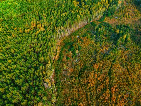 Aerial drone view of a forest clearcut area next to dense green pine trees and autumn foliage