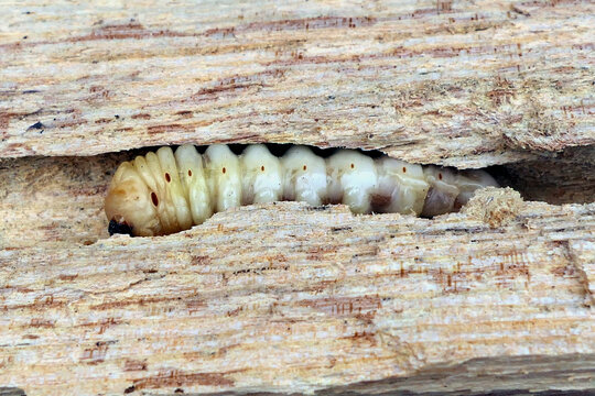 Round Headed Borer (Cerambycidae), larva of the Longhorned Beetle, eating its way through a log
