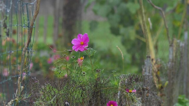 Vertical Solitary Pink Cosmos Flower Swaying in Wind Beside Cobwebbed Wire Fence on Gray Autumn Day - Late Season Garden Decay Featuring Vibrant Bloom with Spider Webs and Rust in Misty Weather